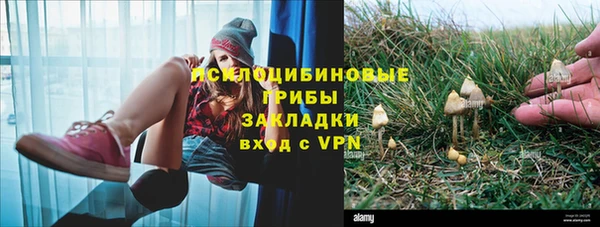 PSILOCYBIN Алзамай